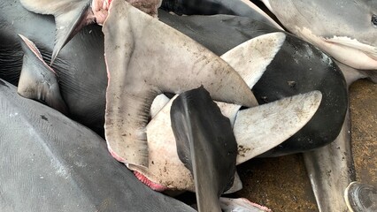 Fins shark Ready Export to china, japan, australia. Hunters are killing sharks in the sea. Sharks...