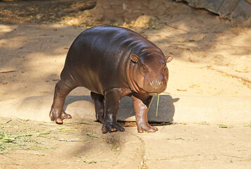 A cute 6 months old Pygmy Hippo calf chewing grass while walking around