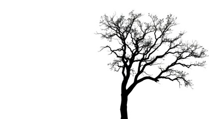 Single, majestic tree silhouetted against pure white backdrop, white background, nature
