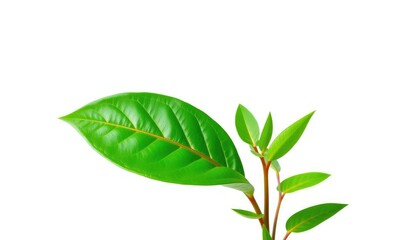 Fototapeta premium Single vibrant green plant, isolated on pure white backdrop, macro, leaves