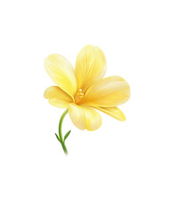 A Single orange Freesia flower isolated png.
