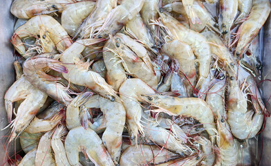 Fresh shrimp in the seafood market