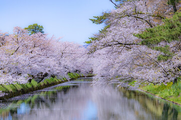 美しい弘前の桜
