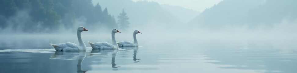 Obraz premium White Geese glide smoothly on foggy lake surface, nature, wildlife