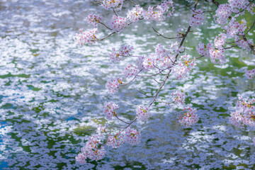 美しい弘前の桜

