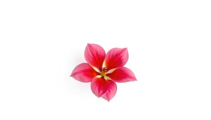 Naklejka premium A single, vibrant bloom isolated against a pure white backdrop, wallpaper, nature