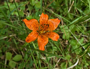 beautiful red lily photographed in the countryside in the foliage