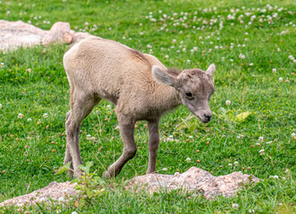 Young Bighorn Sheep