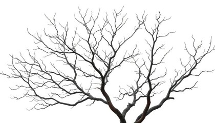 Obraz premium Bare, intricately branched tree limbs isolated on pure white , dead, photography