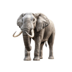 Fototapeta premium Majestic elephant captures attention with its size and grace, showcasing tusks and textured skin in a natural stance