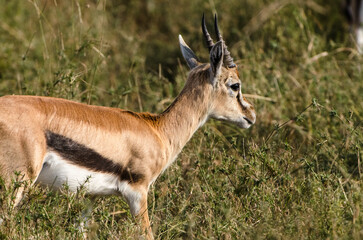 antilopes dans la réserve de Sérengeti en Tanzanie
