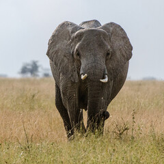 Fototapeta premium éléphants dans la réserve de Sérengeti en Tanzanie