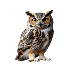 Fototapeta premium This powerful owl stands with confidence, displaying its bright eyes and detailed feathers against a clear backdrop, capturing attention