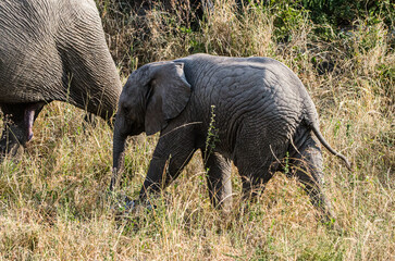 jeune &eacute;l&eacute;phant dans la r&eacute;serve de S&eacute;rengeti en Tanzanie