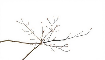 Fototapeta premium Delicate, bare branches isolated against a pure white backdrop, silhouette, isolated branch
