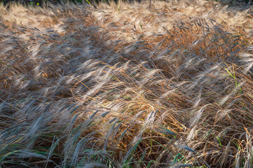 Ripening ears of barley ready to harvest, ripe golden wheat in field 