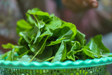 piles of fresh spinach leaves piled up in the basket