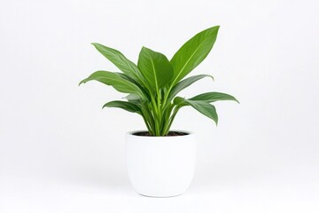 single green indoor plant sits in simple sleek white pot isolated on pristine white background emphasizing its intricate