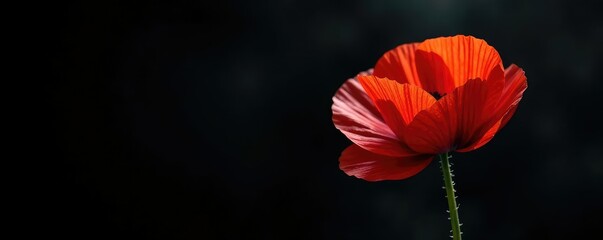 Obraz premium Single opium poppy against a black background with mist, flower, poppy, nature