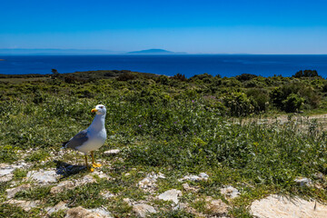 Fototapeta premium White large tern sits on the grass, wild bird tries to get food, panorama of the Adriatic Sea Kamenjak