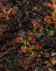 drosera carbarup