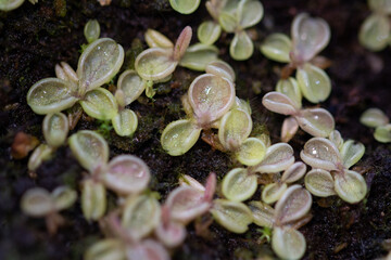 Pinguicula lusitánica