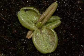 Pinguicula lusitánica