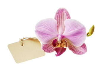 Elegant pink orchid flower with a label attached for a gift or decorative purpose on a plain background, cut out