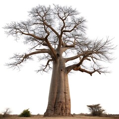 Fototapeta premium Massive baobab tree with a thick trunk and sprawling branches, isolated on a white background, showcasing its unique structure and ancient presence