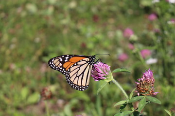 Monarch butterfly on a clover flower