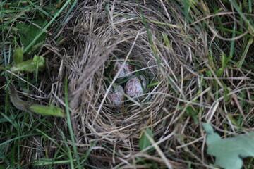Bird nest with eggs