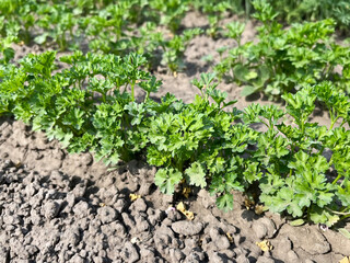 Parsley Plants in a Garden Row