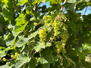 Green Unripe Currant Berries