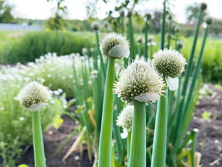 Scallion Flowers in Bloom in the Garden