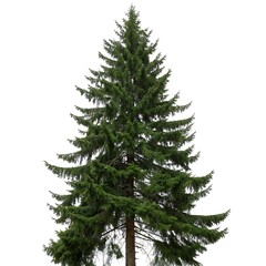 Fototapeta premium Vibrant Douglas Fir tree with lush green needles and well structured branches, isolated against a white backdrop