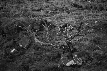 Visitors on the Carrauntoohil walkway experience the stunning and diverse landscapes of Ireland, featuring striking rock formations and a gnarled tree against a dramatic backdrop.