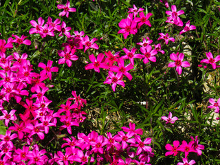 Fototapeta premium pink flowers in the garden