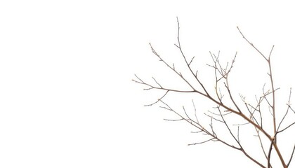 Fototapeta premium Delicate, bare branches isolated against a pure white backdrop, branch, organic