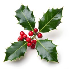 Vibrant holly branches with red berries and green leaves isolated on white, ideal for winter and Christmas decorations, adding festive cheer