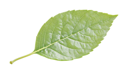 Fresh green leaf showcasing intricate veins, perfect for nature themes, crafting, and educational purposes in botanical studies, cut out