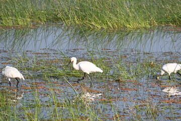 An eurasian spoonbill is seen wading in shallow waters of a wetland lake
