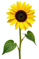 Obraz premium Golden Sunflower isolated on white background, sunflower, isolation