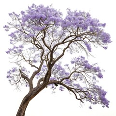 Obraz premium Stunning jacaranda tree with purple blossoms against a clean white backdrop, highlighting the graceful shape of the branches