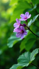 Lush green Paulownia tree foliage with violet flowers, blooming, botanical, tree