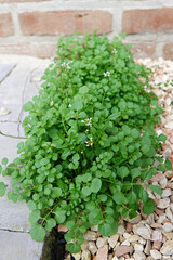 Closeup on an Flexuous Bittercress, Cardamine flexuosa
