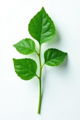 Single ivy leaf with stem on white background, single, nature
