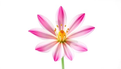 Naklejka premium Single vibrant bloom, petals perfectly formed, against pure white, bright, artistic