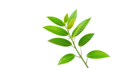 Single vibrant green plant, isolated on pure white backdrop, studio shot, foliage