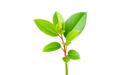Fototapeta premium Single vibrant green plant, isolated on pure white background, flora, fresh