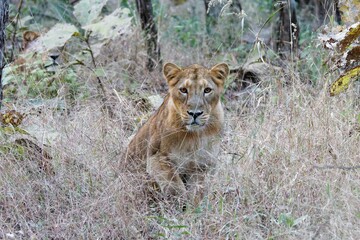 lion in the grass ... Target locked.... Asiatic lioness getting ready to charge